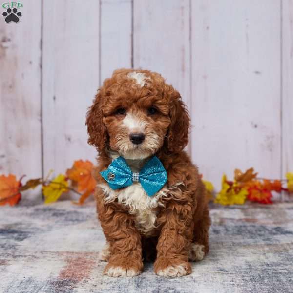 Weston, Mini Goldendoodle Puppy